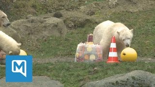 Eisbären im Münchner Tierpark So feierten sie ihren ersten Geburtstag unkommentierte Bilder [upl. by Norrabal]