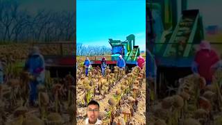 Harvesting sunflower fields sonasmr [upl. by Aivlys]