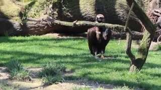 Monniksgier ZOO Antwerpen  Cinereous vulture [upl. by Klarrisa]