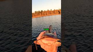 HEADSHAKE CITY with these White Bullhead catfish fishing catfishing bullhead channelcatfish [upl. by Hazrit]