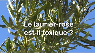 Le laurier rose  une plante TOXIQUE ❌ [upl. by Ikkela607]