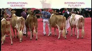 International Guernsey Show  2014 World Dairy Expo International Futurity [upl. by Ikram]