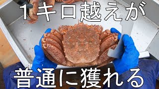 市場では珍しい巨大毛ガニが大漁 [upl. by Shaikh]