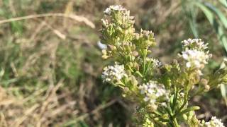 Peperkers Lepidium latifolium  20180818 [upl. by Pike]