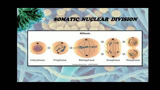 FungiUltrastructure of fungal cell [upl. by Nirraj]