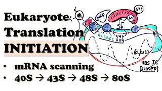 Eukaryotic Translation INITIATION  80S ribosome assembly steps  Initiation factors in mRNA loading [upl. by Annamarie]