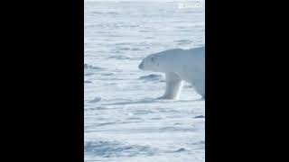 Male polar bear vs male grizzly bear [upl. by Driskill]