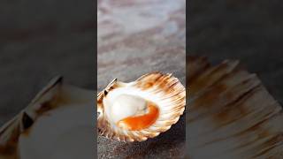 Interesting Facts about Scallops  scallops shorts shortfeed yt facts ocean trending [upl. by Elocel]