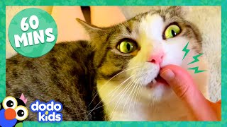 60 Minutes Of Cats And Kittens Being Cute And Silly  1 Hour Of Animal Videos  Dodo Kids [upl. by Aisnetroh518]