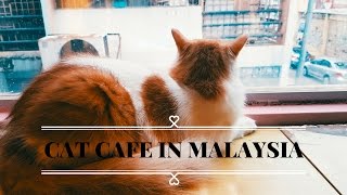 Cat Cafe Malaysia  Kopicat Cafe [upl. by Forest525]