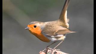 Canto del petirrojo  Erithacus rubecula  HD [upl. by Aifos328]