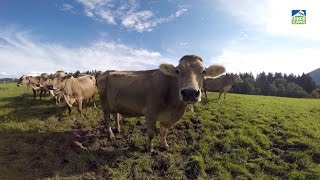 Urlaub auf dem Bauernhof in Bayern  Bad HindelangAllgäu [upl. by Peursem]