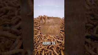 10 000 Mealworms vs CARDBOARD [upl. by Anyar]