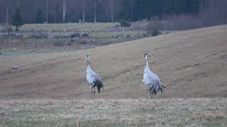 Crane Dance I with Music [upl. by Sang]