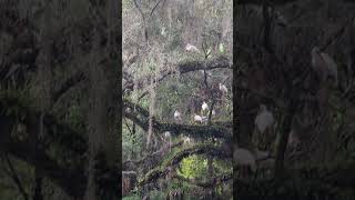 White Ibis Standing on Resurrection Fern on Live Oak Tree at Riverside Park Oviedo Florida [upl. by Enymzaj]