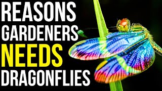 6 Benefits Of Dragonflies For Your Garden  How To Attract Dragonflies To Your Yard [upl. by Lrae58]