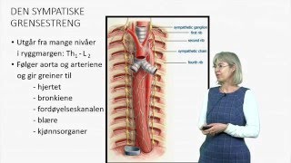 Det autonome nervesystemet Anatomi [upl. by Aizirk]