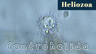 Centrohelida Heliozoa [upl. by Whitman]