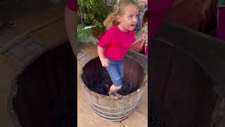 Grape stomping a traditional italian method of wine making [upl. by Maude]