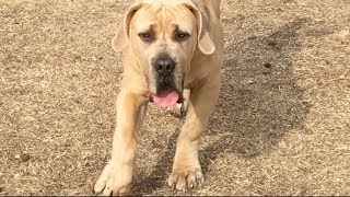 A South African Boerboel a Neapolitan MastiffMix amp an American Bandog Playing [upl. by Eanert]