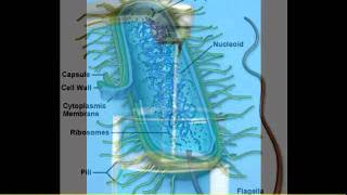 Systemic Enzymes Scar Tissue Uterine Fibroids Inflammation Toxins Of The Blood Part 2 [upl. by Eluk158]