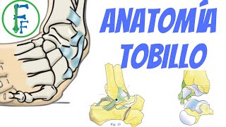 ANATOMIA DEL TOBILLO  Sistema Oseo  Sistema ligamentoso [upl. by Jeremie]