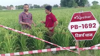 Agrostar company ka 1692 paddy seed agrostar farming viralvideo [upl. by Riem]