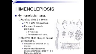 Himenolepiasis  Catedra Parasitología EJMV UCV [upl. by Fee191]