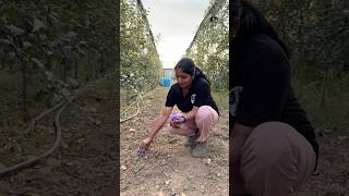 Saffron plantation in Kashmir puthettutravelvlog jelajaratheesh saffron kashmir india travel [upl. by Nohsyar]