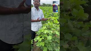 farming plants agriculture cotton chilli mirchi paddy youtubeshorts shorts pesticides [upl. by Drofhsa710]