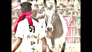 jallikattu kaalai whatsapp status tamilanbarivu mass whatsapp status tamil [upl. by Tuneberg]