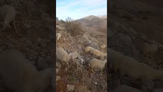 geri de bölünüp kalan 🐑 koyun ları bekleyen köpek [upl. by Schug631]