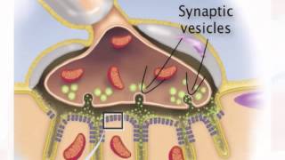 Chapter 13 Stretch Reflex [upl. by Landri]