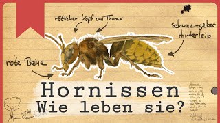 Hornissen  Die fliegenden Riesen [upl. by Perle426]