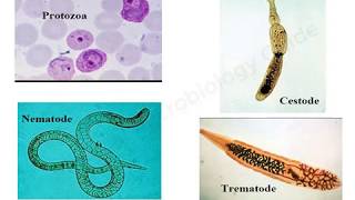 Introduction to Medical Parasitology lecture [upl. by Isnyl]