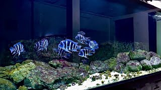 Beautiful Frontosa Cichlids Tank  Best Frontosa Aquarium Setup [upl. by Stelmach]