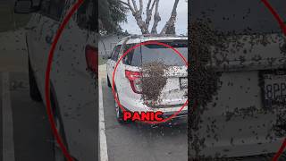 Bees Swarm On Car 😱 [upl. by Jahdai]