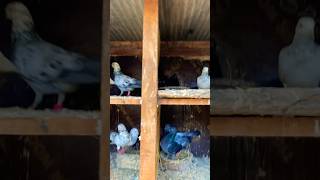 pigeon show kabutar ki video 🕊️🕊️🔥kabutar kabootar kalapati pigeon shorts [upl. by Gall]