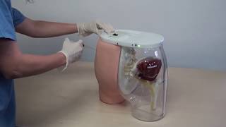 Buttocks Dorsogluteal Intramuscular Injection Simulator [upl. by Tterb]