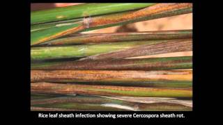 Rice Diseases Cercospora [upl. by Peery165]