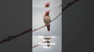 How Fast IS The Hummingbird [upl. by Atteselrahc]