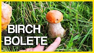 Birch Bolete Mushroom  Identification and Cooking [upl. by Millar]