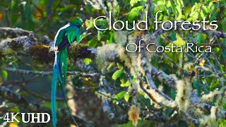 Cloud Forests of Costa Rica Nature and Wildlife  4K 60fps [upl. by Ecitsuj692]