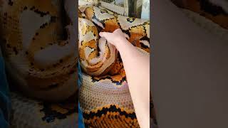 SERPIENTE GIGANTE curiosidades shortvideo viralvideo [upl. by Earlene]