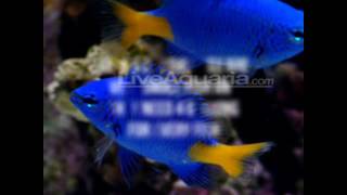 Yellowtail damselfish quickly Care guide [upl. by Brechtel]