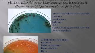 Microbiologie médicale  milieux disolement sélectifs des bactéries à gram négatif [upl. by Acimehs842]