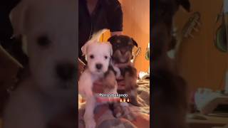 Perritos bailando 🥺❤️🐶🐶viralvideo funny cat pets funnyvideos memes [upl. by Marino262]