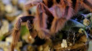 Male Tarantula prepares pedipalps [upl. by Doi336]