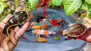 Catching fighting fish in the pond goldfish koi fish red tail catfish betta fishornamental fish [upl. by Hubie]