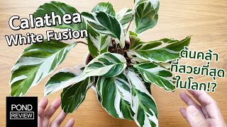 Calathea White Fusion หนึ่งในต้นไม้ตระกูลคล้าที่เลี้ยงยากที่สุด  Pond Review [upl. by Ydak]